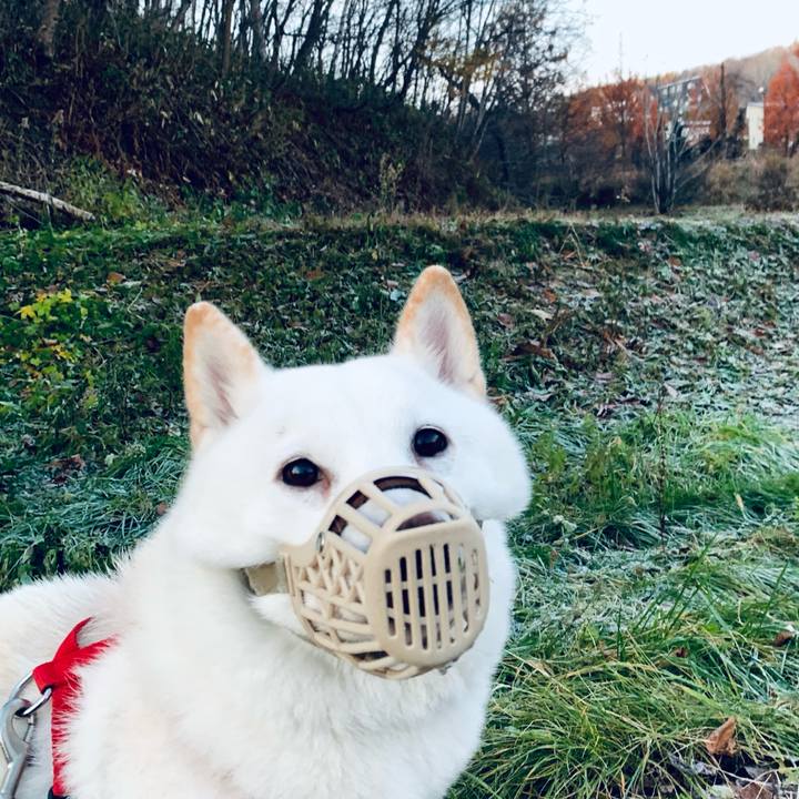 Fbf86cda 4156 4d4e a86f 28ca075a89b8 1605391755940