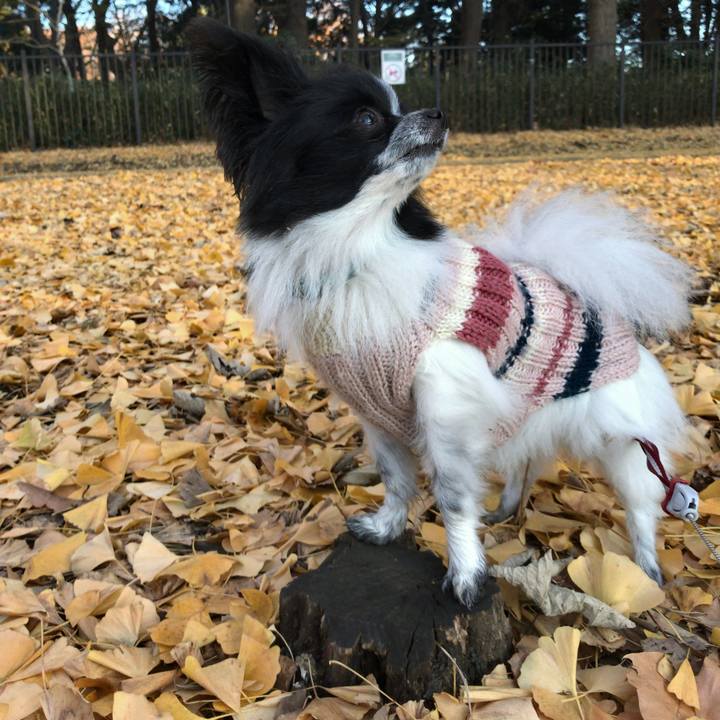 Fbfbd9ab 9301 43fe a6aa bc925e6e9d9c 1512949722788