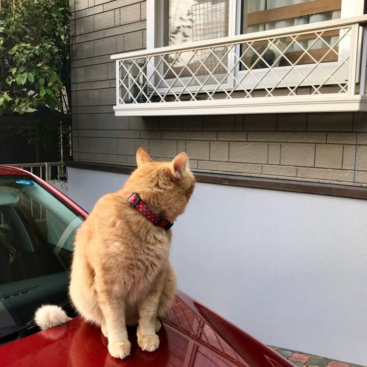 Fbfe42e9 dcbb 4d3c b58d 9a6a739f2185 1541579582587