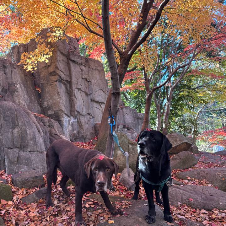 Fc0802fa 57ee 4546 bb65 47f85590434a 1764504403463