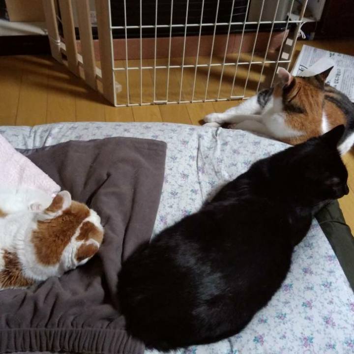 Fc0a8e41 0492 4bbd aee4 d353f15d0bb4 1543659365706