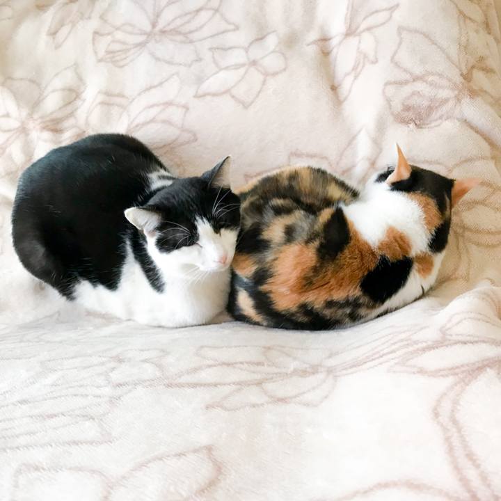 Fc106df0 e367 4de8 a5ac a7f1fe3825bc 1520682585432