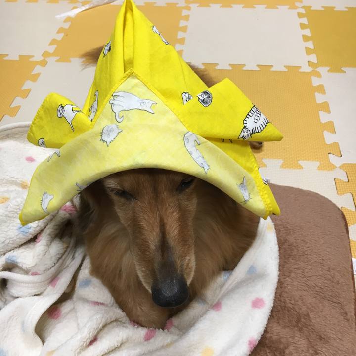 Fc10b385 9c24 49f3 ba60 0734ca5b53b5 1588678523103