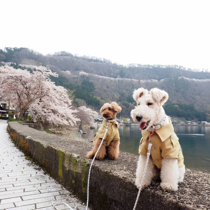 Fc158902 a6fa 43cd a204 49eda88c8306 1555207801783