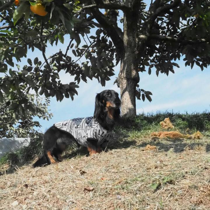 Fc1838c1 1f6e 4a57 b525 714045c7653a 1540012253530