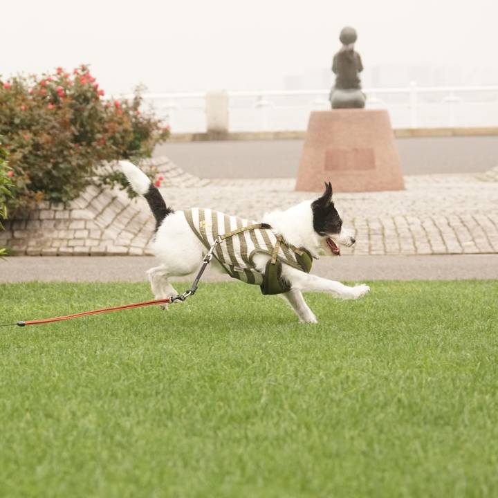 Fc18a685 424c 4882 ade2 a1b99b5afd26 1625916875576