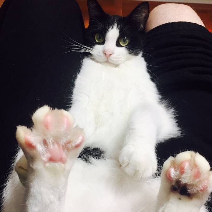 Fc1cc331 456b 4cb8 86a1 1bbbbe84a1dc 1517195929523