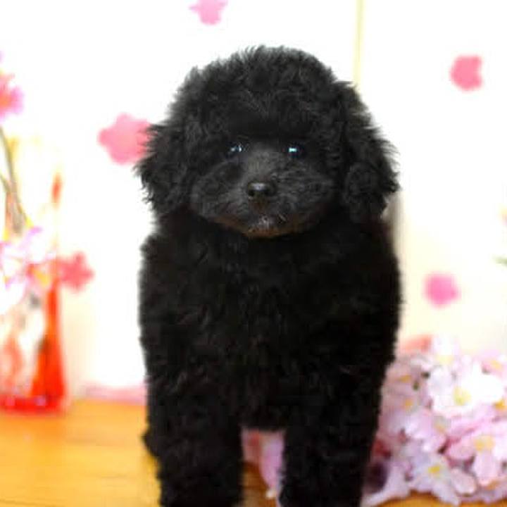 Fc1d2e47 3193 40ce bfbd f9abc7f66c5b 1619020553843