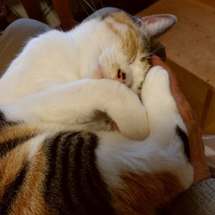 Fc1d9243 f20b 43c6 b7b8 6cf19c00109f 1590410830606