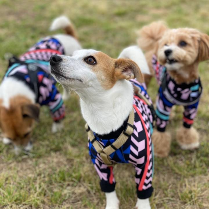 Fc2074fa aad2 48d8 bf81 3c03b7f79eaa 1620811720079