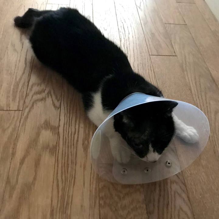 Fc22295a d8f0 4faa 8ce4 b4bf5ae3c6f7 1583819467986