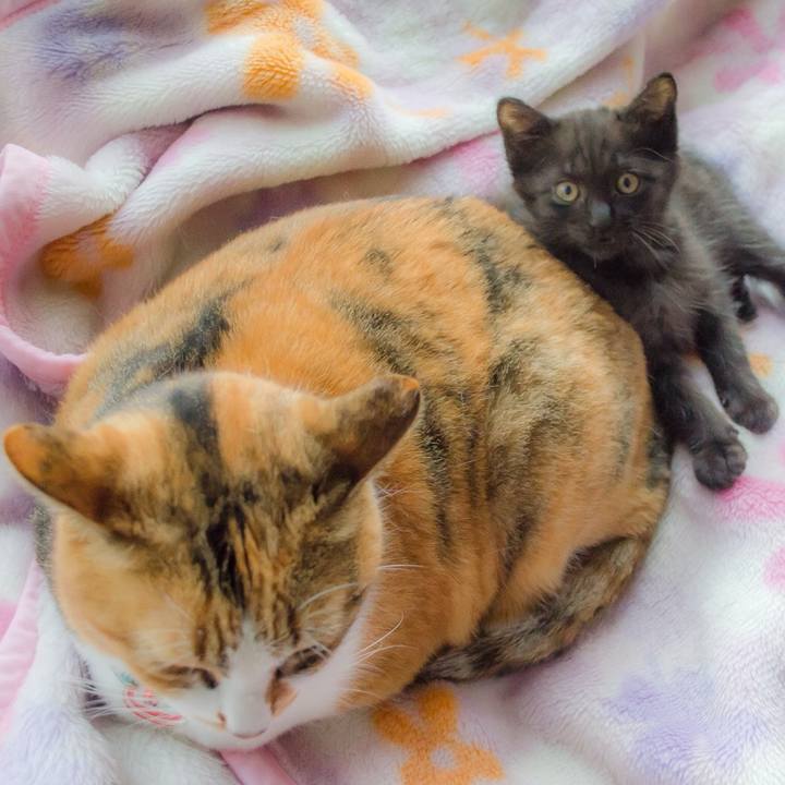 Fc22eeb8 0ad1 4fda ba83 2b8379792bdc 1512407496554