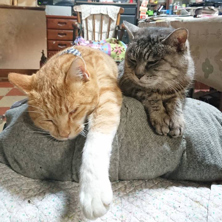 Fc24203e a7bc 4e62 b016 bdae2c928b4f 1575114752658