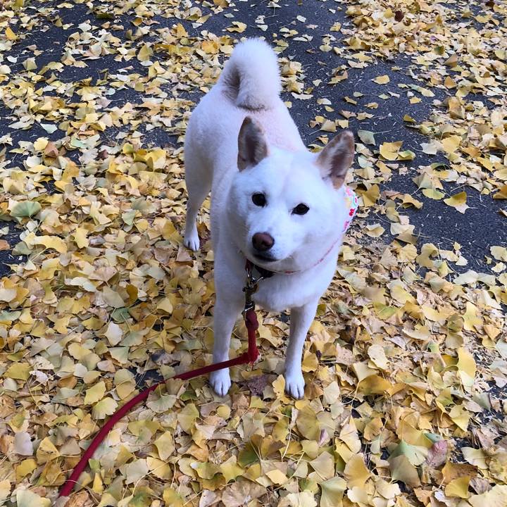 Fc251335 42e9 49f0 b4b7 9ed29f6f4480 1574902694840