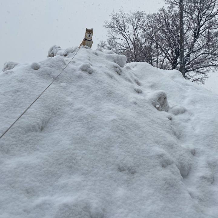 Fc2c3d71 4d99 46e6 9ced be4af6cd008c 1611367278485