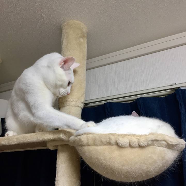 Fc2cc252 7bb4 41f3 ad3d a0f3a8b2f9aa 1509280096223