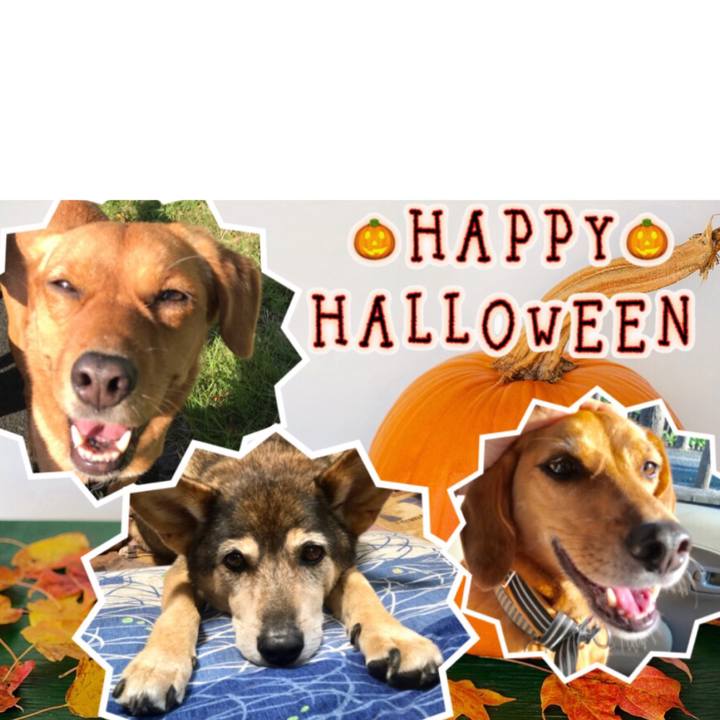 Fc2e24ec d7ce 4033 9401 c4fcd32b1346 1540992806120