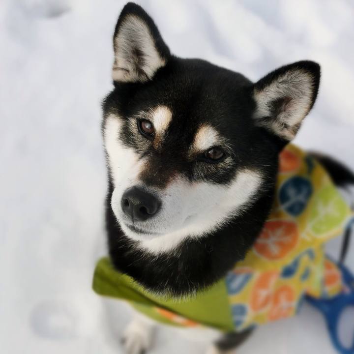 Fc2fb0df 9055 4f0f ad1b e08c00c7b4d8 1516920532571