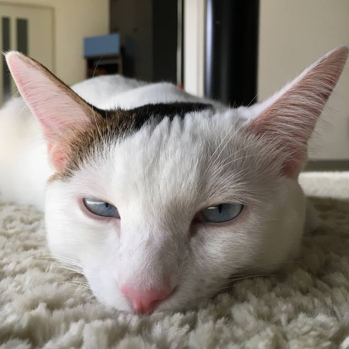 Fc30cb03 5f93 49af b406 54a4b910392e 1507941490520