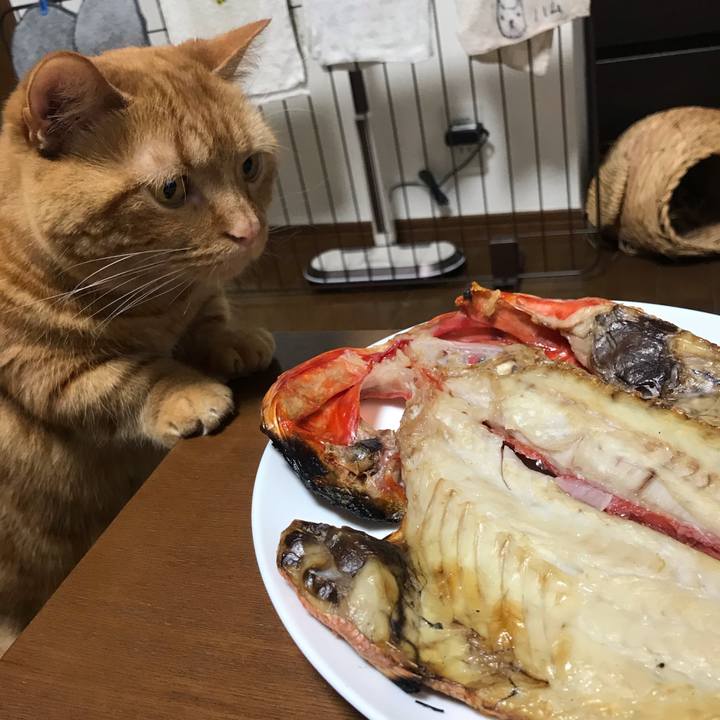 Fc310420 01fe 49f4 93d4 dbe1d671d20b 1585312856458