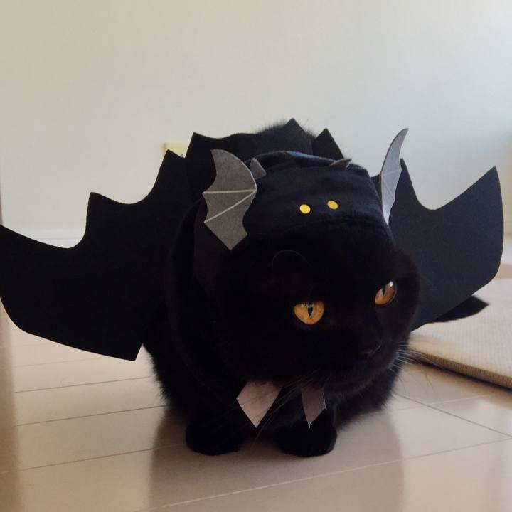 Fc31a828 b429 4381 8db9 40ddeeec861b 1572506294146