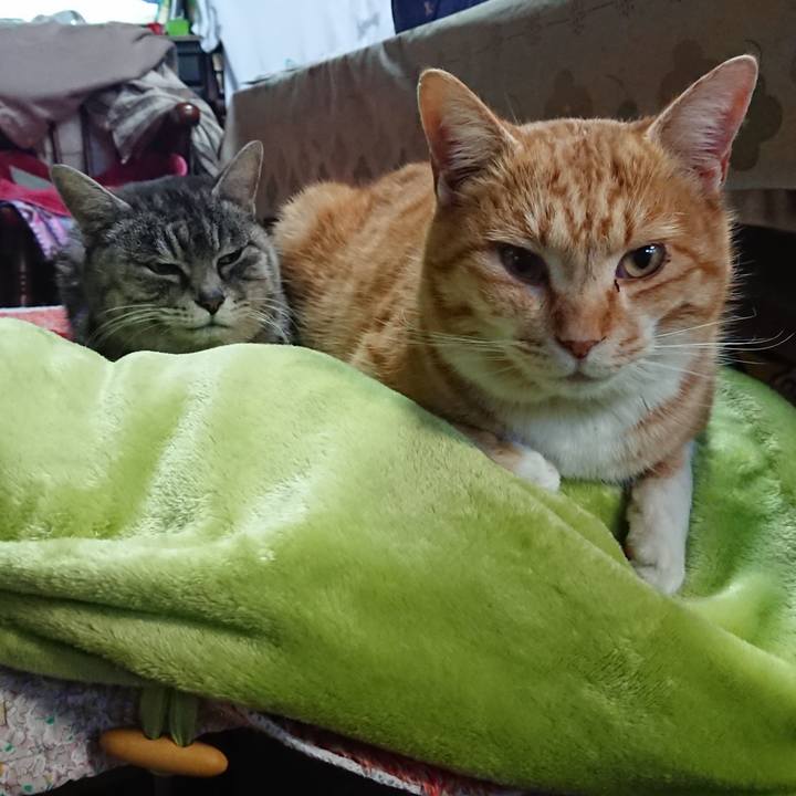 Fc321a4d 31aa 4627 9ccb aad29ea381bd 1582076044731