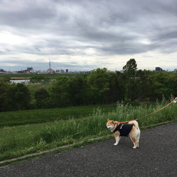 Fc3454dd ba24 4671 a288 7c5ceec5adfc 1556519910030