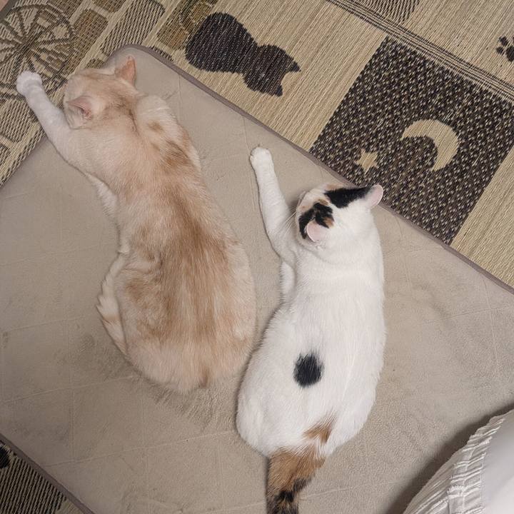 Fc366fec 82e5 4161 9392 f5f6624a5163 1759318402520