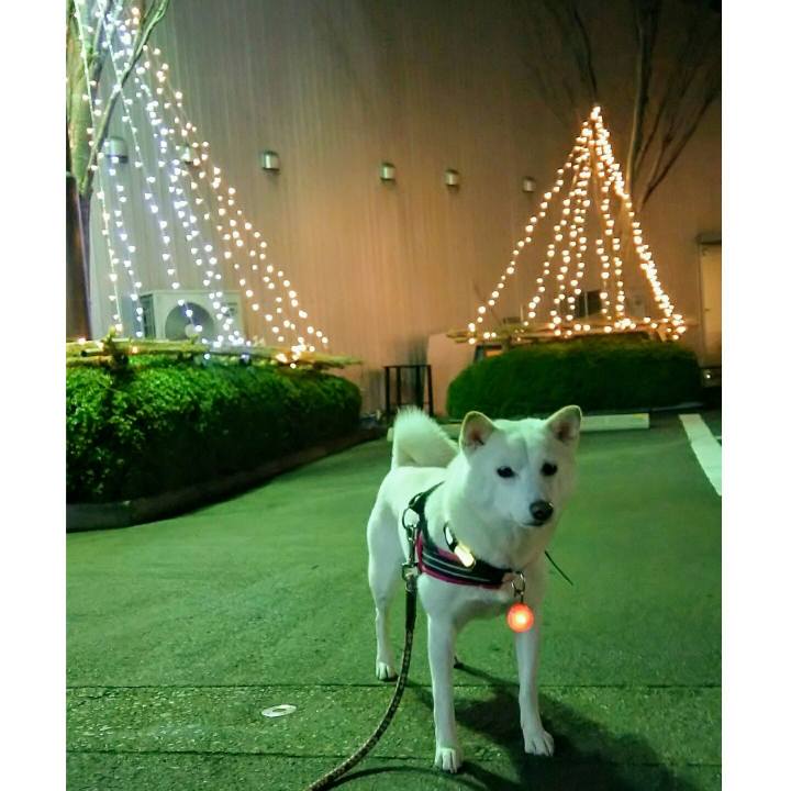 Fc36a772 7118 4611 ba91 dd85c3272f30 1543482922484