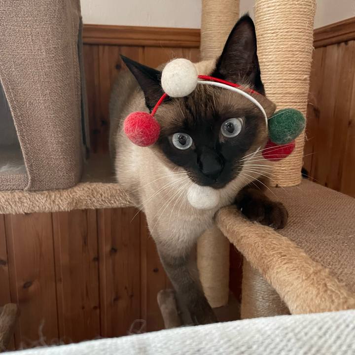 Fc36d2d4 9368 45af bddf 56f21c9b97b1 1731739521916