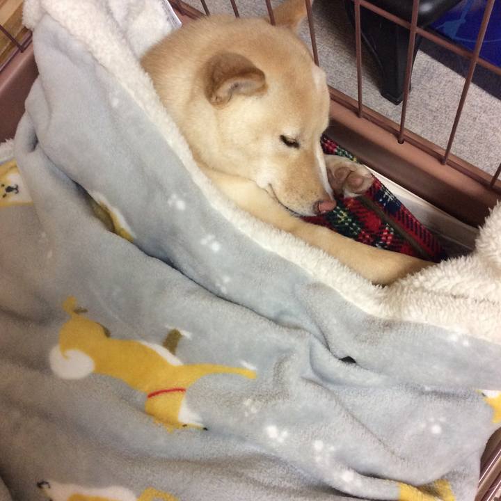 Fc3748f7 6dfb 45d3 85aa 555fd1d6819c 1514468695467