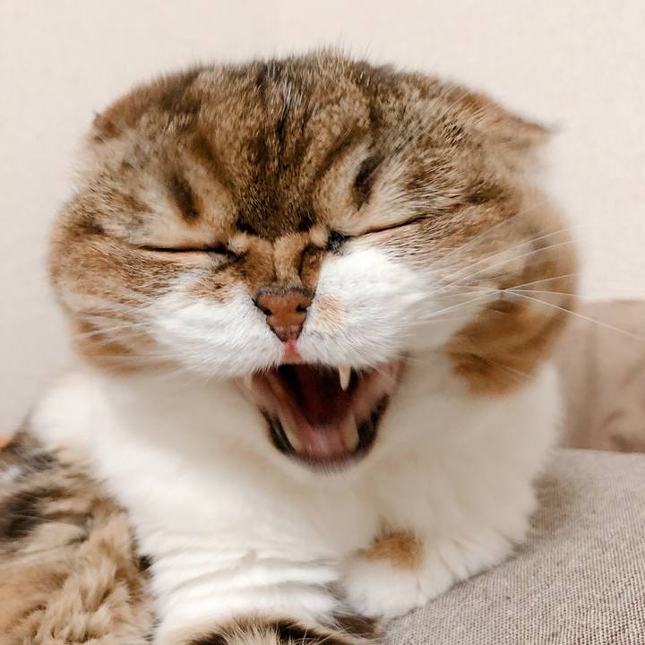 Fc38f6ed 9a45 4858 a1ef aa33c2c19df2 1560085733908