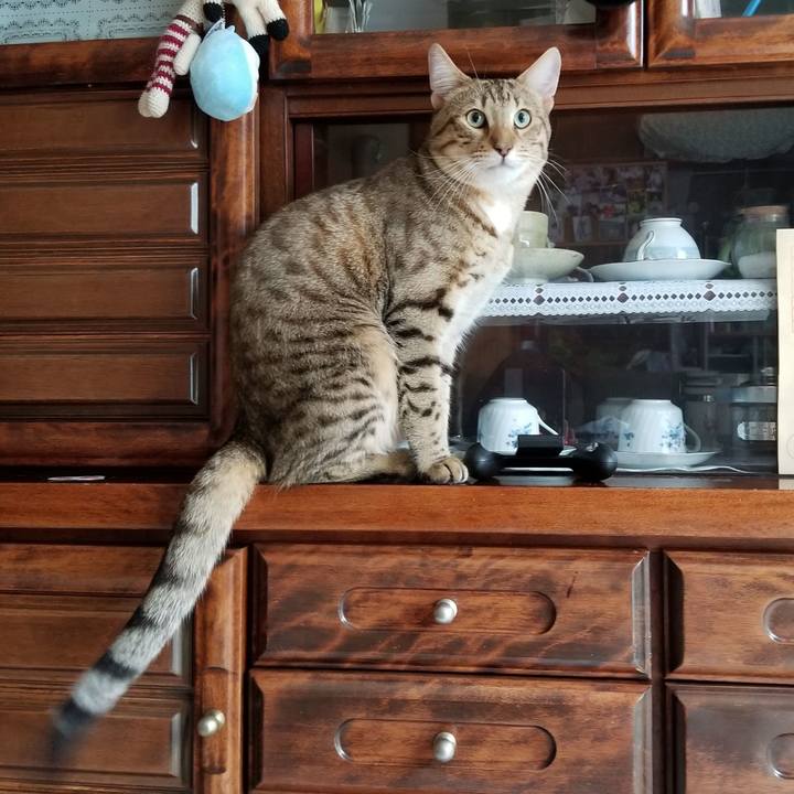 Fc391511 8a7f 4b7f b724 f970ffa159bd 1589119617059