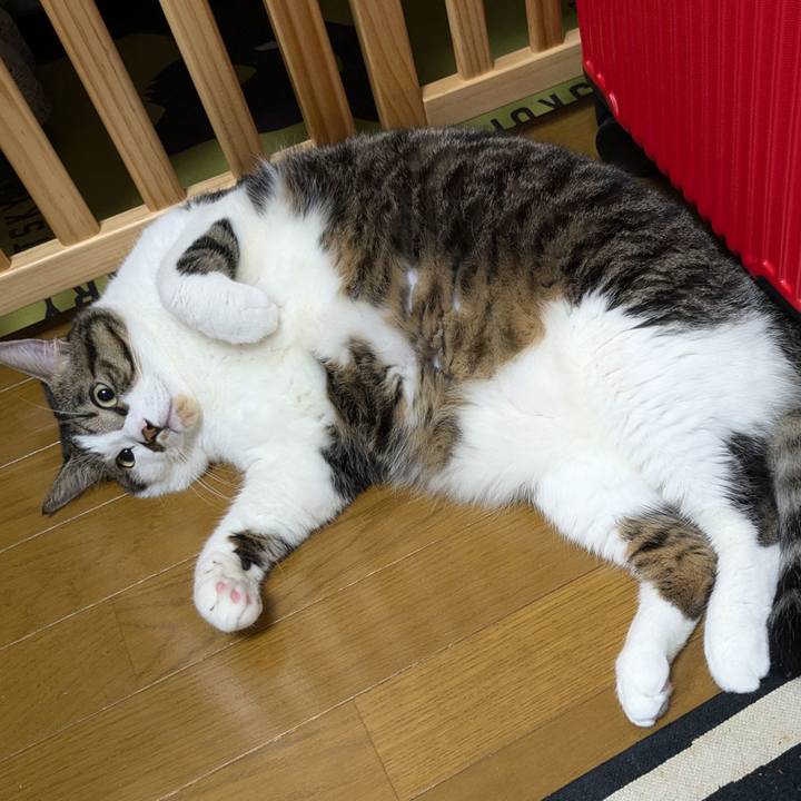 Fc3e24c5 c6d6 4b6c 800b b3f4c8fbf1de 1729684802580