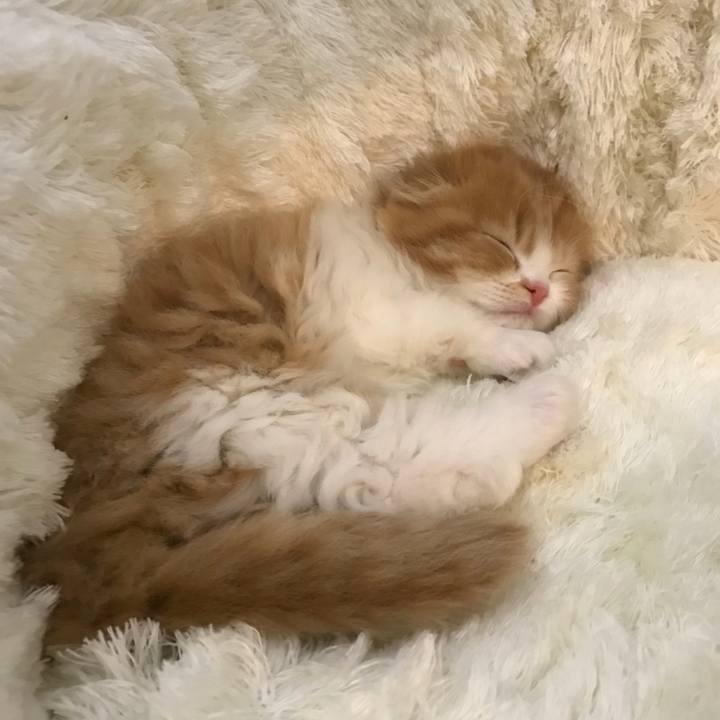 Fc3ef665 45b0 40f3 a758 7e1a52270a32 1514727949239