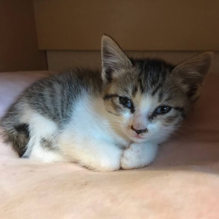 Fc410a77 2658 40a4 9df5 c77b758b31af 1595495824200