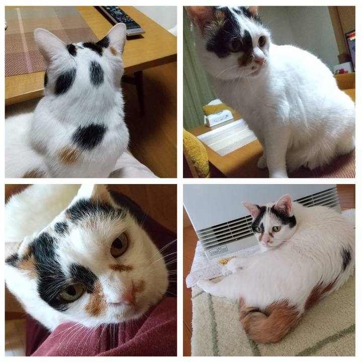 Fc412d55 7575 4b6a 8e24 db42ad79c429 1687391762277