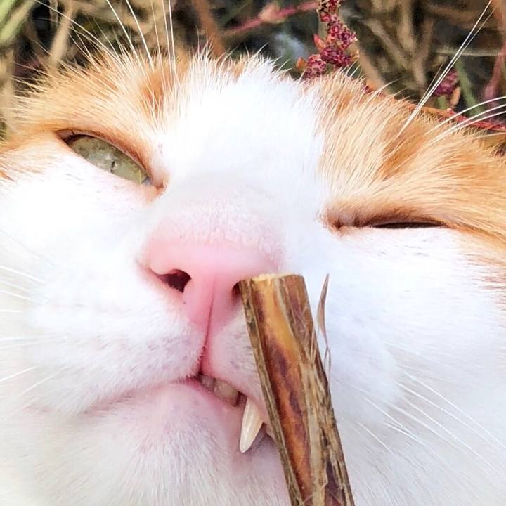 Fc428043 4a1c 4dd6 bab9 6fc72823dec7 1540016461207