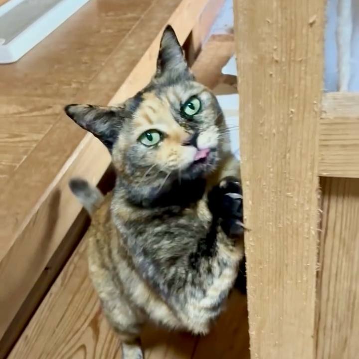 Fc47ef80 fb90 4d1c 82d2 4dc1f71ff667 1768791780117