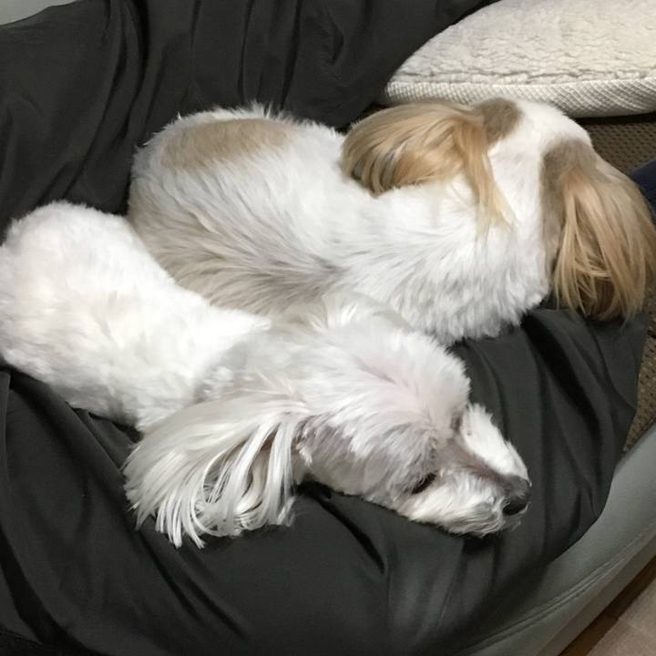 Fc4d2d73 d563 413c b09d dda6970be3d7 1543274137139