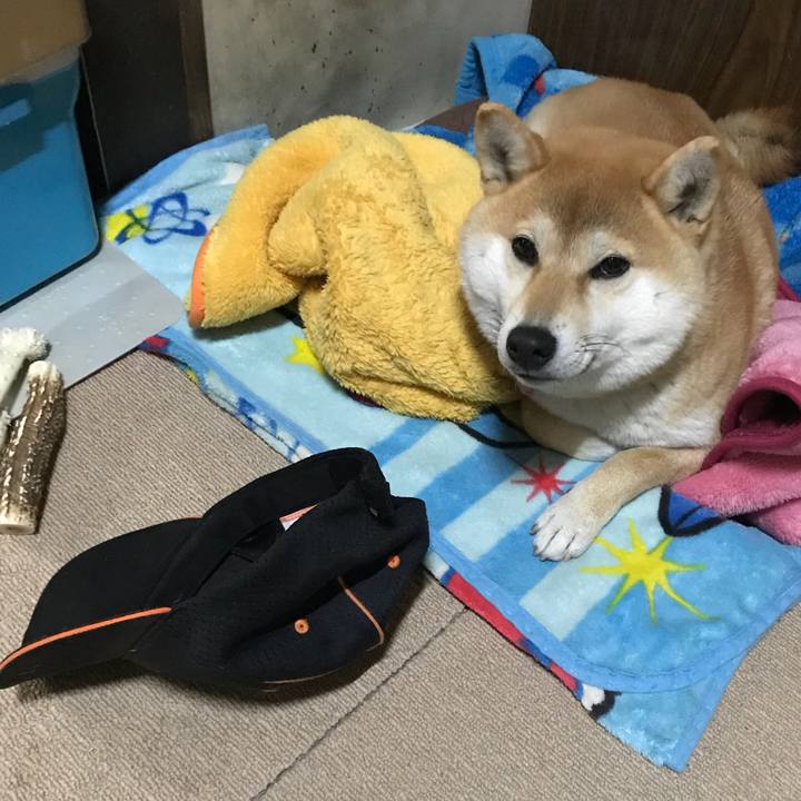 Fc4fb9fc a76b 48d4 a059 4ad2b359518b 1513073869660