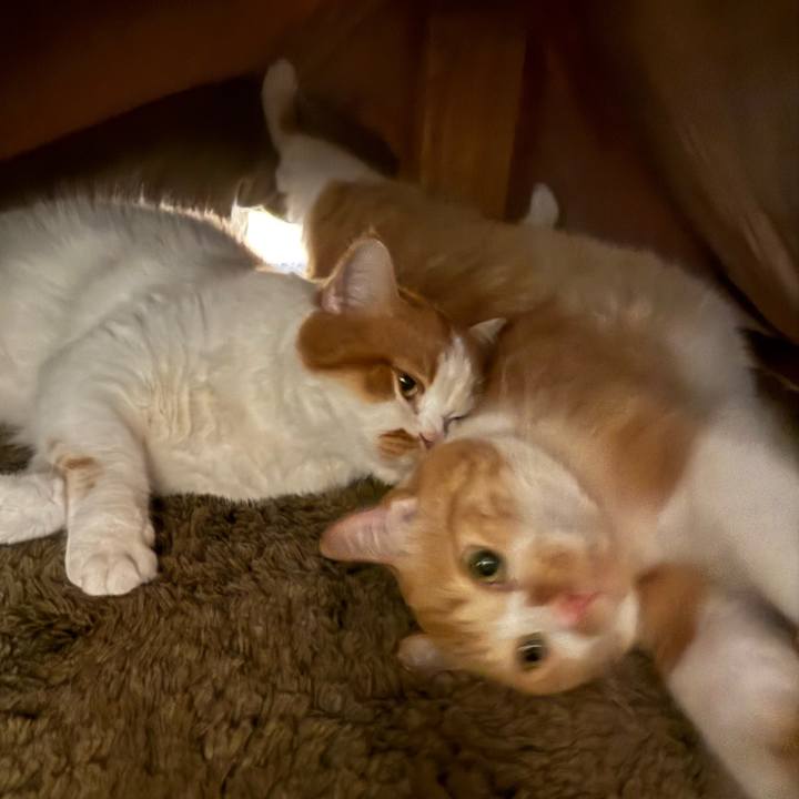 Fc5096d9 c3c1 4710 a5ff cef5a9a45b51 1761567528175