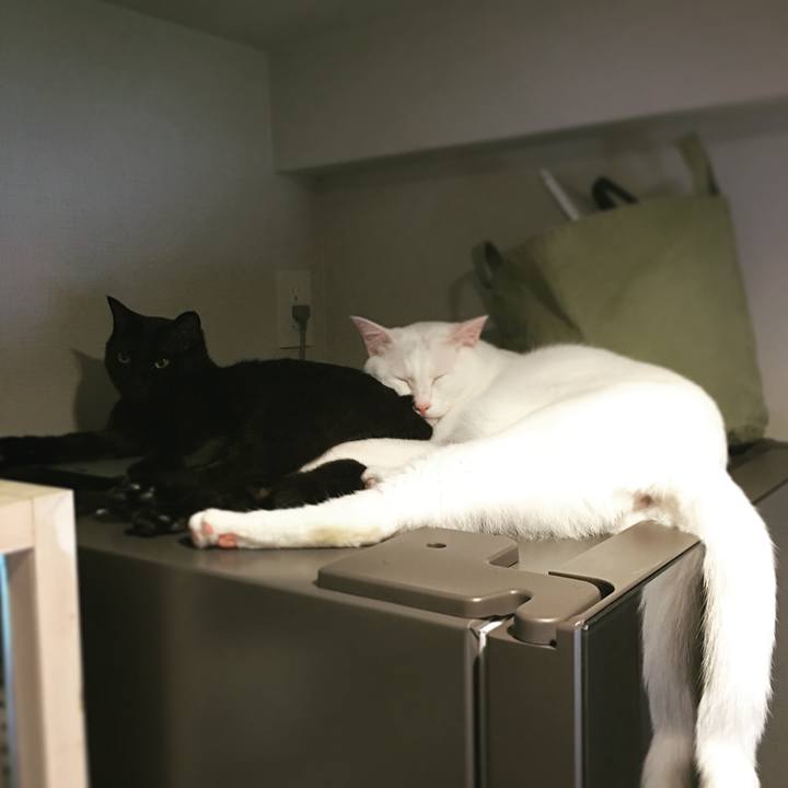 Fc516629 36b5 427f 84d9 f4ed46b95ef6 1526185707533