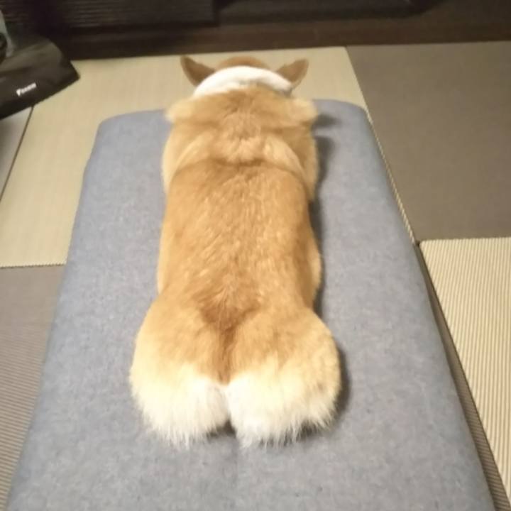 Fc538245 3950 4724 9dbf e24ff3b06be8 1572608840664