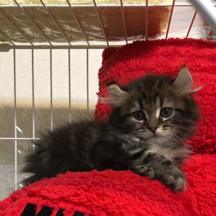 Fc55886f 8c16 4c3d 9bcb 4a4a1afd12b9 1574123415715