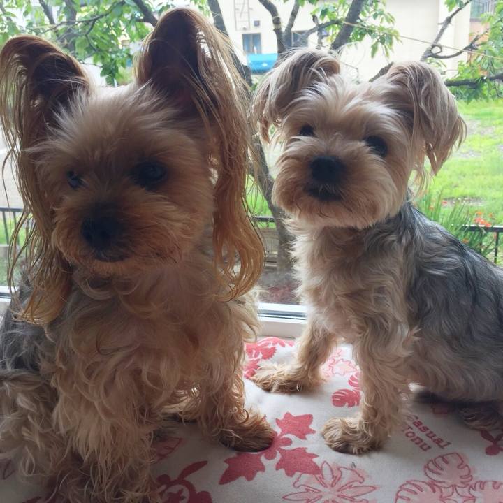 Fc559235 520d 4fee 9cd9 69f8a3250ac4 1534840287032