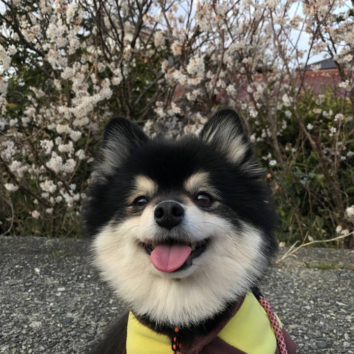 Fc5b63d6 81ba 40c8 a7d5 b36bb5ff9355 1521448922310