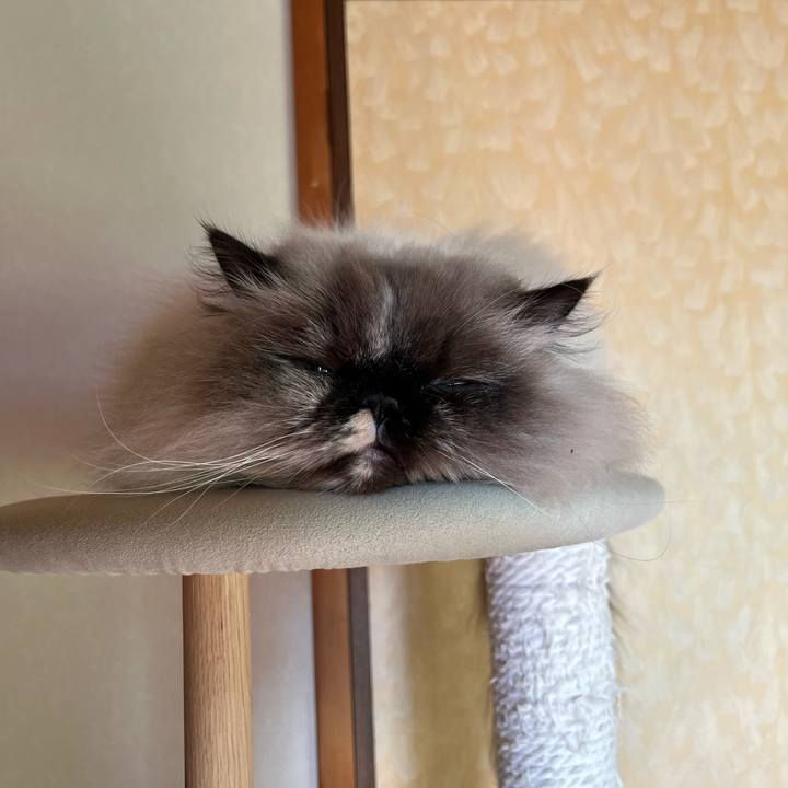 Fc605c15 89f9 4538 8930 8b5a54fb592b 1705206972241