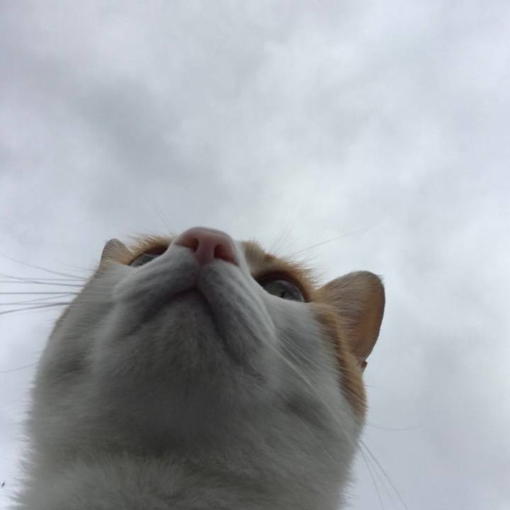 Fc61b0d0 fcbf 4cb1 89ee 04ac9aede141 1507941610638