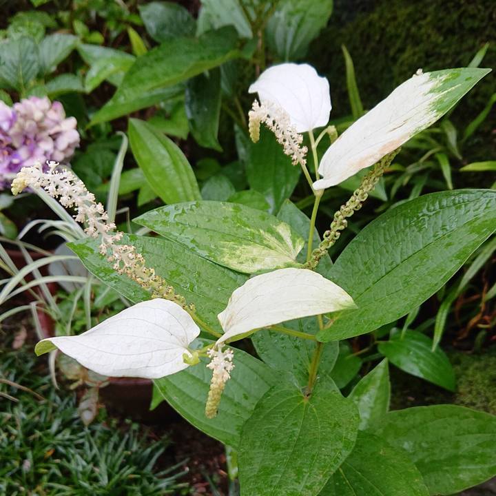 Fc628144 7d25 44cd 8b5a 055a3b4617f2 1593230695424